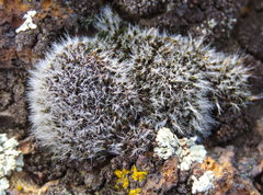 Grimmiaceae