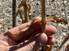 Penstemon vizcainensis