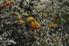 Buddleja suaveolens