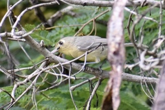 Vireo gundlachii