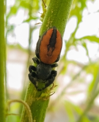 Phidippus johnsoni