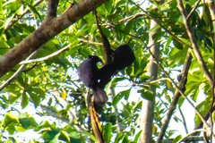 Cyanocorax violaceus