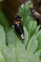 Aleochara