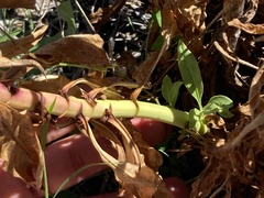 Penstemon vizcainensis