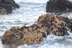Calidris virgata