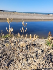 Polanisia dodecandra