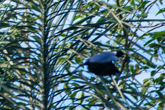 Cyanocorax violaceus