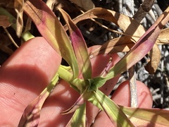 Penstemon vizcainensis
