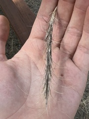 Elymus canadensis