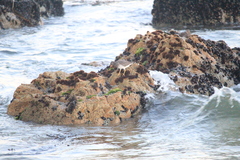 Calidris virgata