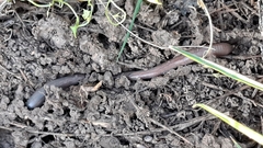 Lumbricus terrestris