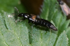 Aleochara