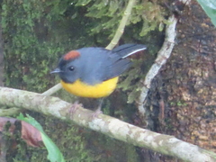 Myioborus miniatus