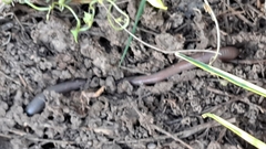 Lumbricus terrestris