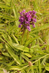 Dactylorhiza purpurella