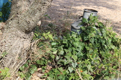 Smilax aspera