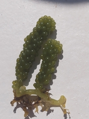 Caulerpa