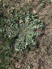 Cirsium undulatum