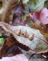 Caryomyia caryaecola