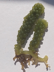 Caulerpa