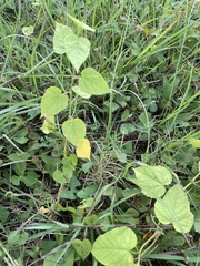 Abutilon indicum