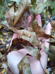 Caryomyia caryaecola