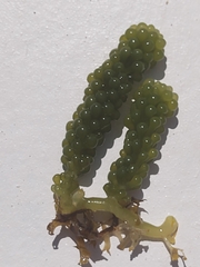 Caulerpa