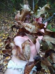 Caryomyia caryaecola