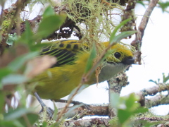 Tangara icterocephala