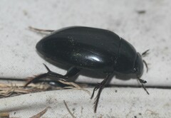 Hydrophilus
