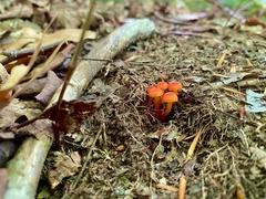 Hygrocybe cantharellus