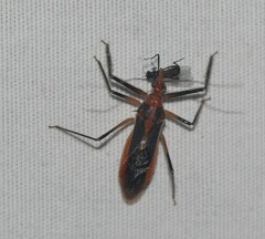 Repipta taurus