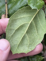 Quercus agrifolia oxyadenia