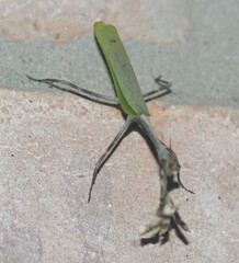 Pseudovates chlorophaea