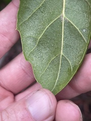 Quercus agrifolia oxyadenia