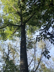 Liquidambar
