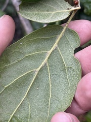 Quercus agrifolia oxyadenia