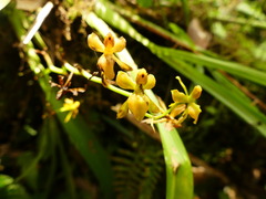 Cyrtochilum