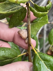 Quercus agrifolia oxyadenia