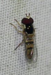 Allograpta obliqua