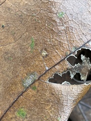 Polystepha globosa