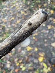 Crepidotus mollis