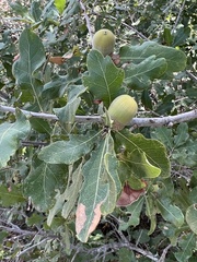 Quercus sinuata breviloba
