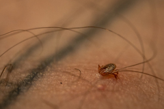 Amblyomma cajennense