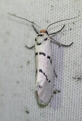 Enaemia atrolinea