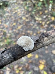 Crepidotus mollis