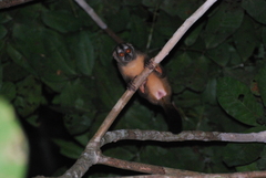 Aotus nigriceps