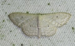 Scopula benitaria