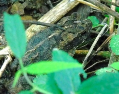 Incilius mazatlanensis