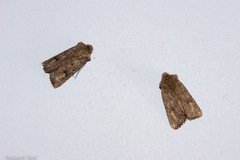 Meterana inchoata
